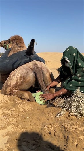 Stormy Weather, Strong Heart – Girl Helps a Camel 🐪