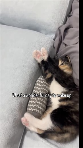 @therealcatbible on Instagram: "日本利用压电瓷砖将脚步转化为电能。这些瓷砖捕捉来自你脚步的动能。当你行走时，你的重量和动作会对瓷砖产生压力。瓷砖会轻微弯曲，从而产生机械应力。瓷砖内部的压电材料将这种应力转化为电能。每一步都会产生少量电荷，而数百万步结合在一起就能产生足够的电力来驱动LED 灯、数字显示屏和传感器。在像涩谷车站这样繁忙的地方，每天大约有240万个脚步为这一系统作出贡献。这些电能可以被储存或立即使用，从而减少对传统电力来源的依赖，并支持可持续的城市基础设施。这种方法将日常运动转化为实用的可再生能源 ＃日本#知识#事实#你知道吗 #推荐 #科技 创新 历史 技术实验热门"