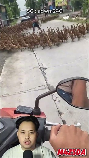 Viral!! Ribuan Pasukan Bebek Memenuhi Jalan! #m4zsda #shortvideos #horrorgaming #shorts #reaction