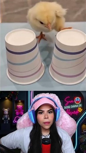 Enganou o Pintinho #shorts