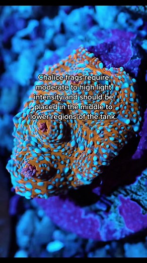 Looking to add some color and diversity to your reef tank? Check out chalice frags! These stunning corals come in a variety of colors and patterns, making them a great addition to any aquarium. Plus, they're relatively easy to care for and can thrive in a range of water conditions. #coral #saltwateraquarium