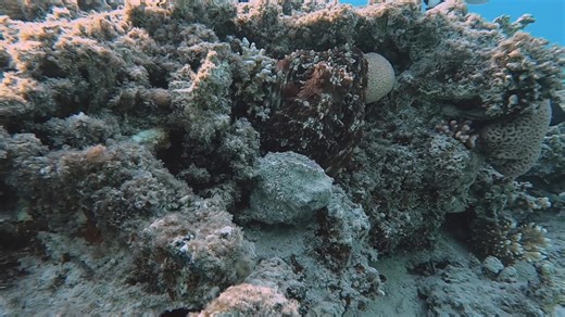 Octopus camouflage on coral
