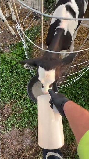 Cute Baby Calf’s First Steps on the Farm!”