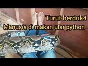 Viral Image of Man Swallowed by Giant Python in Jambi