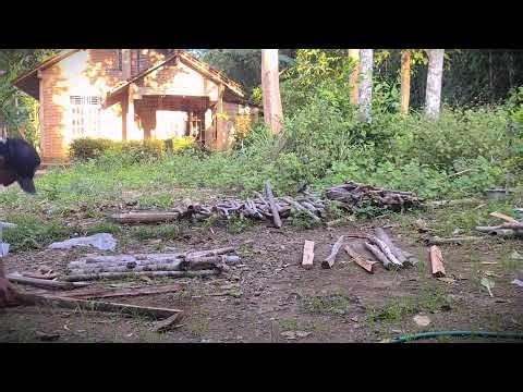 Primitive Skills: How to Split Large Logs into Firewood #RuralAgriculture #TraditionalFarming