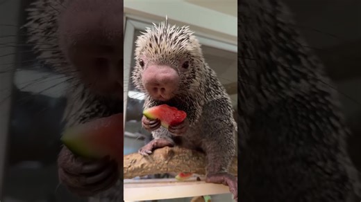 Porcupine enjoys juicy watermelon during snack time
