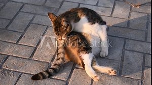 Cat cleaning itself. Cats grooming themselves. Happy tabby cat relaxing in the sun.