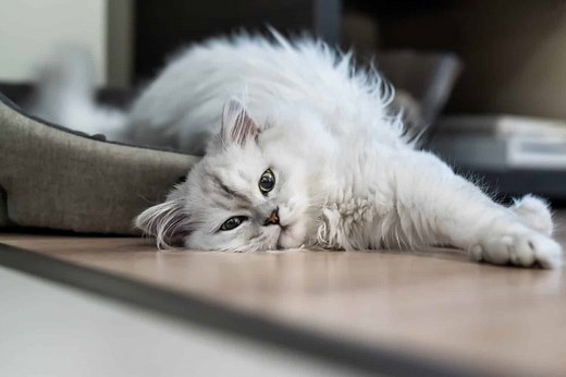 These Are the 15 Quietest Cat Breeds