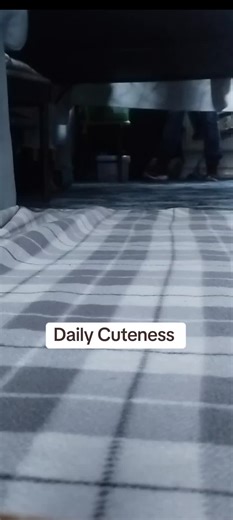 Daily Cuteness: Baby Guinea Pigs Steal the Show