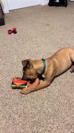 Burger or Donut😂 #sillypuppy #chewtoys #boxador