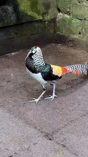 Lady Amherst Pheasant ❤️ | Birds Community