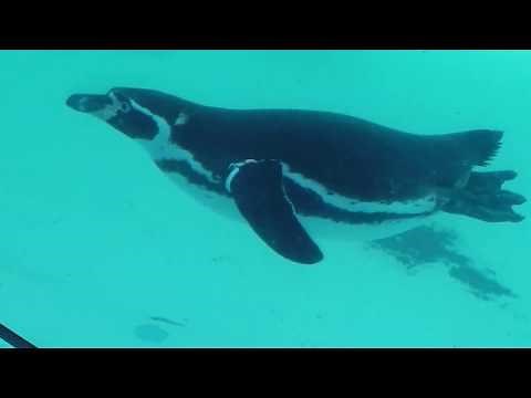 Penguin Swimming (Slow Motion Animation Reference)