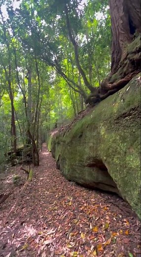 Subtropical rainforest