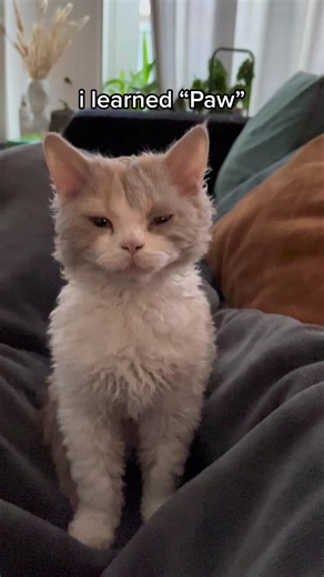 Gatto Selkirk Rex e Poodle Cat: Conoscenza delle razze e comportamenti dei gatti