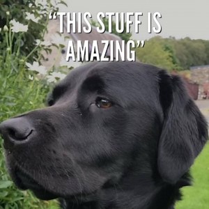 155K views · 469 reactions | "Anyone wondering about giving it a try, I made the plunge and we are very very happy! In 7 years no-one has anything better to offer. £15 with postage a pure gift "Sally Garrett "THIS STUFF IS AMAZING!! Even where he had broken the skin is better. Thank you  Happy Alfie " Michelle Hutcheson | Stinky Stuff | Facebook