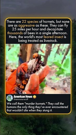 NEST OF THE GIANTS