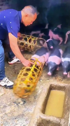 Easy Pig Capture with Bamboo Cages – New Farming Skill!