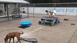 17 reactions · 4 comments | More dogs looking for homes! Come adopt from noon-6 pm Adoptcharleston.com/give | Kanawha-Charleston Humane Association | Facebook