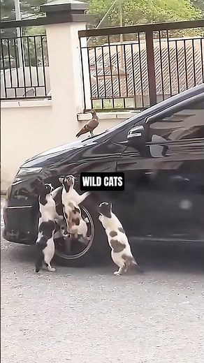 Epic Cats Pouncing Caught on Camera! 🙀 🎥