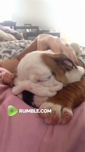 English Bulldog Puppy snores while sleeping