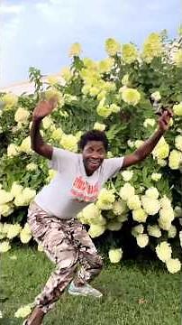 Saving My Hydrangeas Before the Storm Hits #gardeningtips #garden #hydrangea #shortsfeed