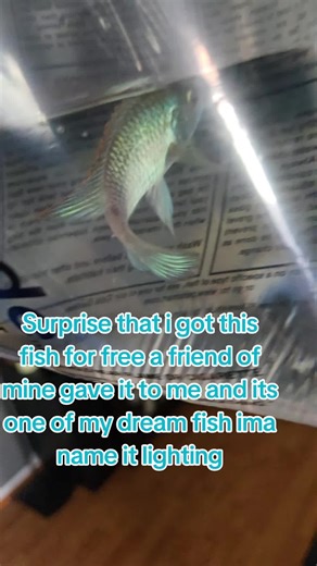 ooo #viral #fyp #tiktok #fish