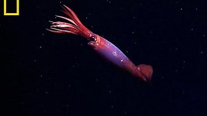 Scientists capture first ever footage of rare squid