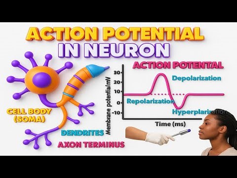 8. Action Potential in Neuron | Step-by-Step Mechanism | NEET PG/FMGE/USMLE | Dr. Sree Teja