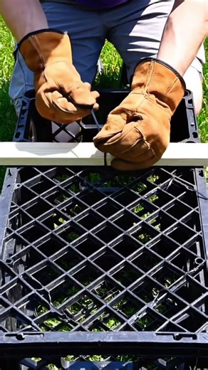 Genius DIY Strawberry Planter Hack! 🍓 (Zero Waste)