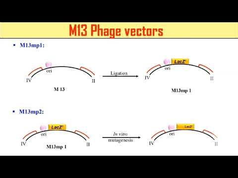 M13 phage cloning vectors | M13mp1 | M13mp2 | M13mp7 | Biotechnology