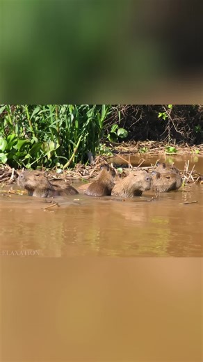 Capybara & Jaguar: Jungle Pool Party