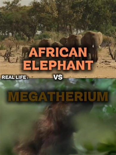 African Elephant #vs Megatherium | #reallife #documentary #iceage #accurate