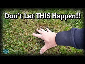 An EASY FIX For Your THINNING Lawn