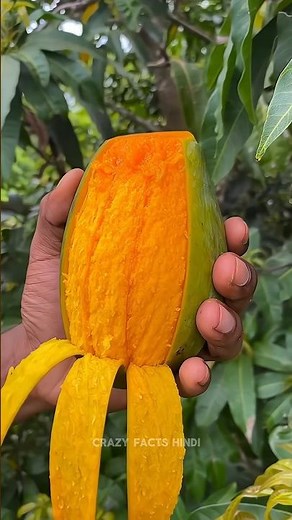 Why Mango Is The King of All Fruits 👑🥭