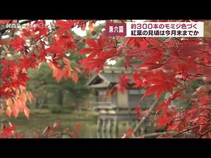 「映える」紅葉 石川・金沢市の兼六園で見頃迎える