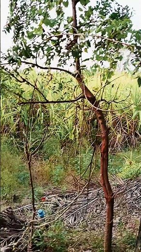 Garden #shorts #trending #ilayaraja #farming #tamil #தமிழ் #ilayaraja #love #song