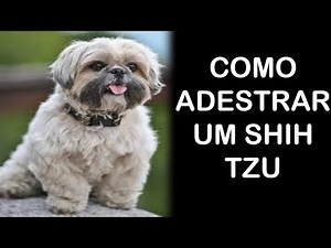 Como Adestrar um Shih Tzu - Aprenda a Como Ensinar o Shih Tzu