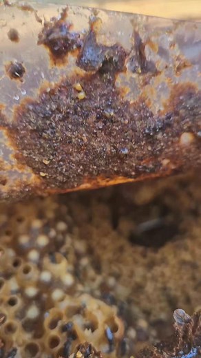 11K views · 61 reactions | Austroplebeia australis 殺殺殺  . . . . . . . . Australian native stingless bees . . . . . . . . . #beekeeper #bees #australia #insectlovers #beesofinstogram #beesknees #polinators #brisbane #savethenativebees #savethebees #scary #meliponiculture #awesomeearth #beephotogtaphy #creepy #apismellifera #sustainability #fear #backyardbeekeeping #crazy #fear #trendingreels #viral #viralvideos #trypophobi | Urban Native Bees | Facebook