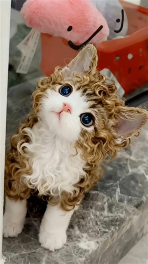 Bad hair day? This curly kitten says “hold my milk!” Rocking those poodle vibes like a feline supermodel fresh from the salon disaster 😻🌀😂🐑 Tag a friend who needs this level of adorable chaos in their life—adopt one and join the curly cat club! Viral cuteness alert! 🚨 #cute #curly #kitten #kitty #animals | Wish Ai Creator