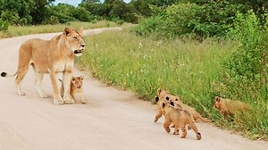 206K views · 5.3K reactions | This adorable lion cub helps its mom call for the rest of the family. Watch as they work together to call the playful siblings and enjoy a heartwarming reunion when they emerge from the bushes. | Latest Sightings - Kruger | Facebook
