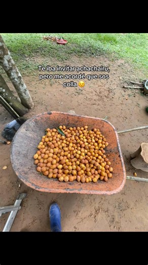 #beni#achachairu#likeeee#viralllll