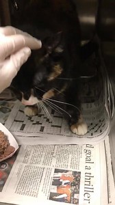 25 reactions · 108 shares | IKON - #A192793 **FULLY VETTED @ 12/16...