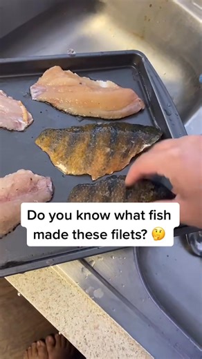 Guess What Fish Made These Fillets 🎣 | Rob’s Aquatics