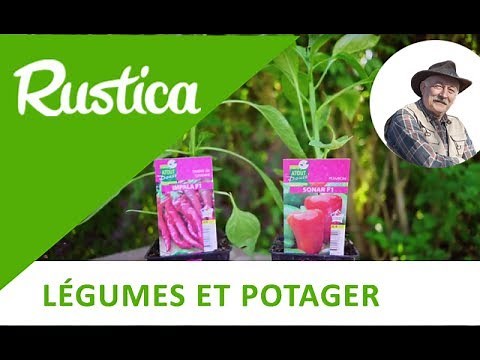 Plant chilies and peppers online