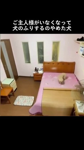 #ペットおもしろ動画 #可愛い動物 #爆笑動画 #わんちゃん