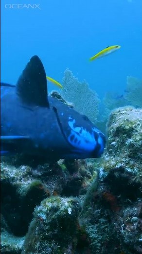 Tropical Beaches Made of Fish Poop