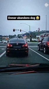 34K views · 2.4K reactions | This scene broke the heart of thousands of people #animallover #lovefordog #animalangelunited #rescueunited #loveforcat #smalldog #straycat #rescueanimal #smallcat #husky #dogrescue #fyp | Animal Guardians United | Facebook