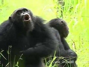 Examining how primates make vowel sounds pushes timeline for speech evolution back by 27 million years