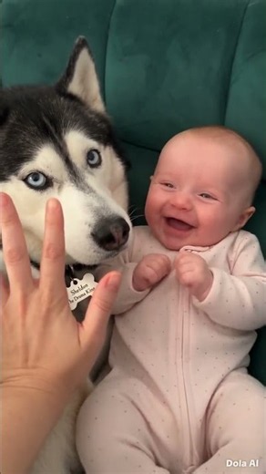 Funny Husky 🙌 Dramatic Sheldon High-Fives Baby Leonard