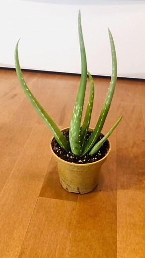 6.3K views · 140 reactions | How to grow aloe. Or how *not* to grow it#howtowithjessie #aloe #plants | Growithjessie | Facebook
